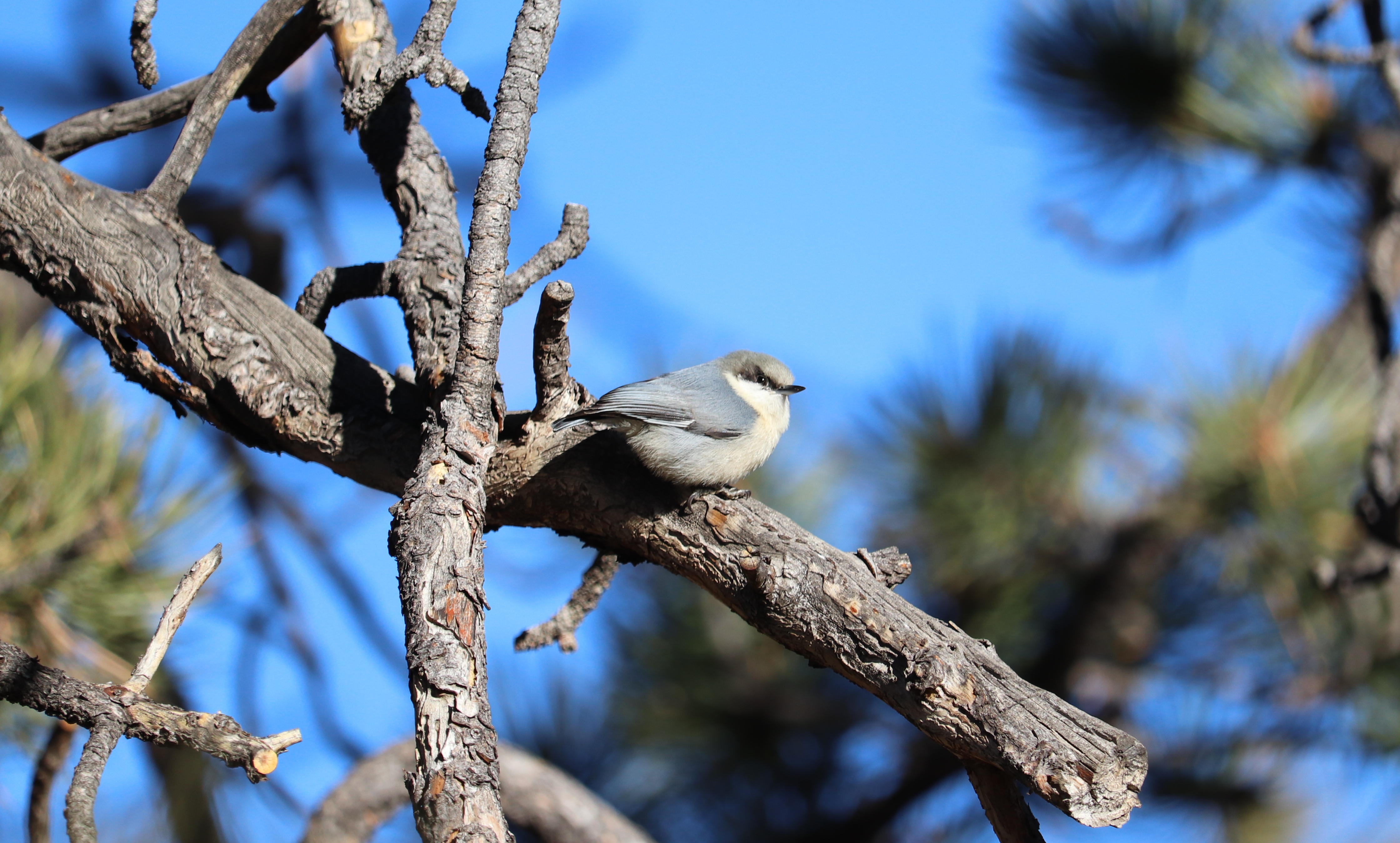 image of a nuthatch